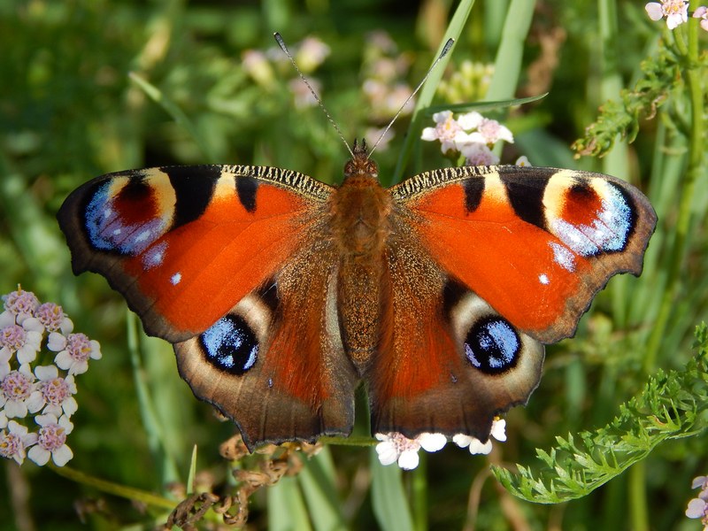 Aglais io : sempre uno spettacolo.